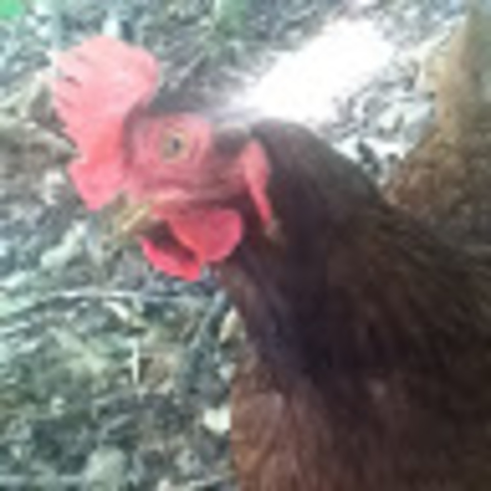 Meet your Posher, Olivia